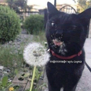 Аватар бота